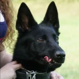 Meet your Posher, Jesse